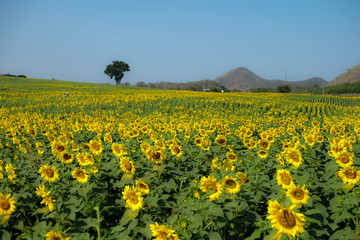 Wonderful view field of sunflowers by summertime. 