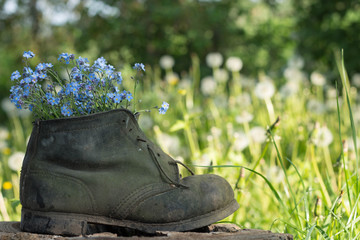Forget me not in old  boots outdoor
