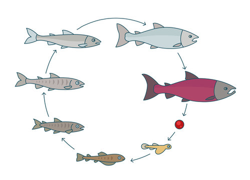 Round stages of salmon fish growth set. From parr to adult sockeye fish development. Grow up circle animation progression. Aquaculture industry life cycle.