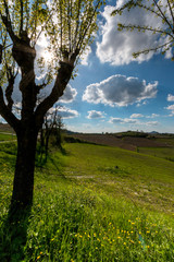 Colline del Monferrato