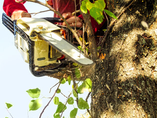 Male hands with a chainsaw saw off a tree branch with green leaves. Autumn pruning of trees on a sunny day, background with copy space