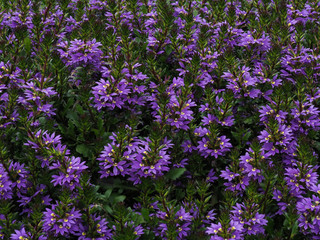 Obraz premium Violet flowers background. Purple botanical background filled with flowers