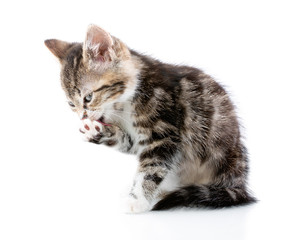 Striped three - color kitten in the white background