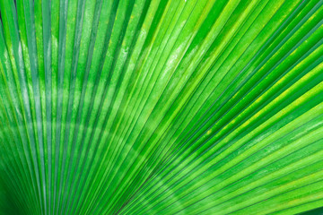 Obraz premium Nature Tropical palm green leafs Striped of large green foliage texture background close up