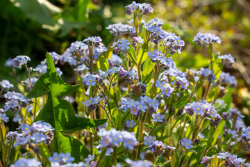 Wild spring light blue alpine forget-me-nots flowers (Myosotis alpestris). Selective focus photography