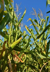 in a row on a cornfield
