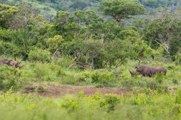 Naklejka na ściany i meble Black rhinoceros-Rhinocéros noir (Diceros bicornis), kwazulu natal, South Africa.