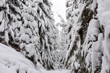 Beautiful winter landscape. Dense mountain forest with tall dark green spruce trees covered with clean deep snow on bright frosty winter day.