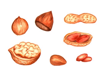 Collection of nuts: peanuts, hazelnut, walnut and pine nut. Watercolor hand drawn illustration. Isolated on white.