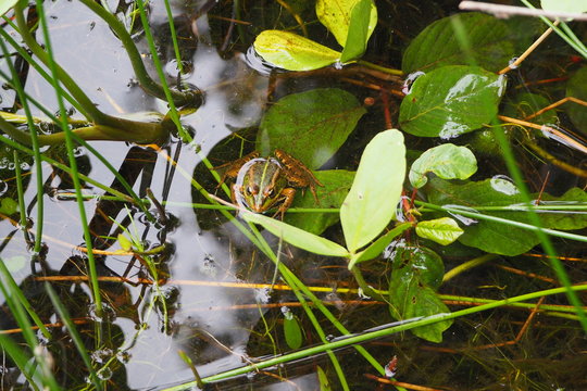 rana jaspeada de  tonos marrones , lineas longitudinales de color verdes y marrones en la parate dorsal del cuerpo, ojos grandes y prominentes, tres dedos en cada anca, laguna de sobrado de los monjes