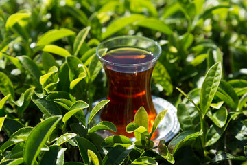 fresh tea sprouts and tea field in Rize from Turkey.A glass of tea on the green background for concept.
