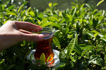 fresh tea sprouts and tea field in Rize from Turkey.A glass of tea on the green background for concept.