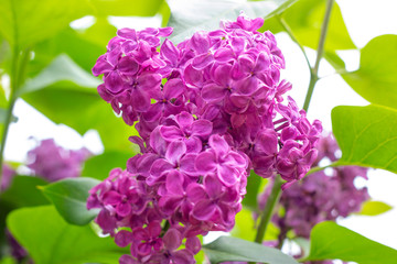 Blossoming branch of purple lilac Syringa vulgaris flowers on green leaves background in the spring park