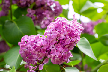 Blossoming branch of purple lilac Syringa vulgaris flowers on green leaves background in the spring park