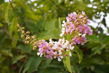 Inthanin Scientific name Lagerstroemia speciosa is a perennial plant with purple flowers when blown by the inflorescence.