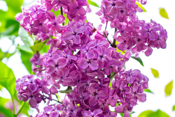 Blossoming branch of purple lilac Syringa vulgaris flowers on green leaves background in the spring park