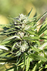 cogollos de mariguana