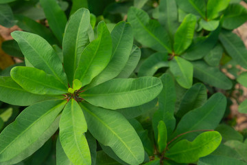 Fototapeta na wymiar Fresh green leaves of Euphorbia milli in the garden green background .Tree fortune