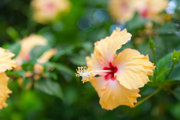 Hibiscus rosa-sinensis with pastel yellow and beautiful pollen The flowers have five petals Sacred trees are popularly grown in homes for good fortune,