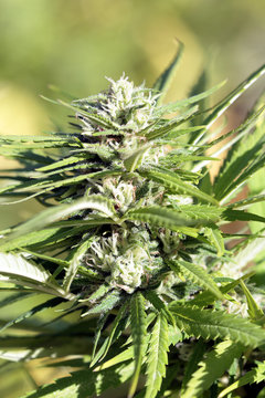 cogollos de mariguana