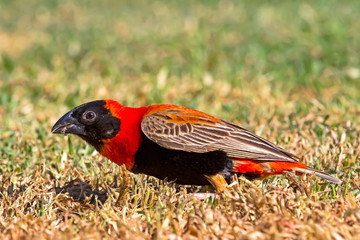 Close-up of Southern Red Bishop bird