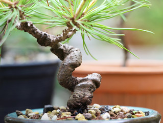 The shape of a bonsai after bending with a wire for too long, Wiring the bonsai tree to bend, Some bonsai trees have extreme twists and bends.