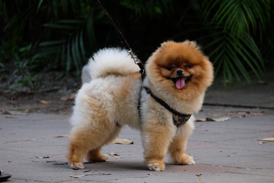 View of the small dog Pomeranian, with a playful character and likes to play with the owner in the park.
