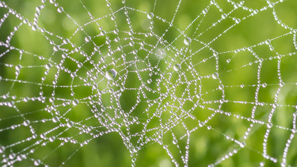 Orb Weaver Web