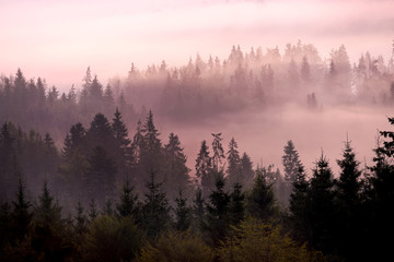 Incredibly beautiful sunrise in the mountains. Coniferous trees in the fog and the rays of the sun through the foggy forest.
