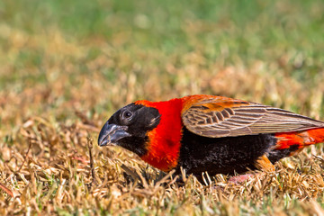 Southern Red Bishop bird watching for predators