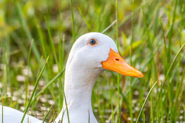 White Duck