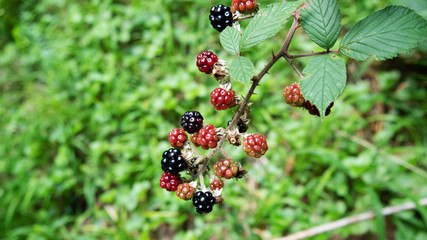 blackberries on bush