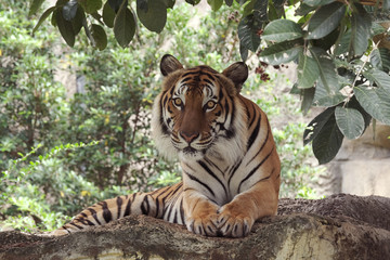 Indonesia tiger is very beautiful in nature.