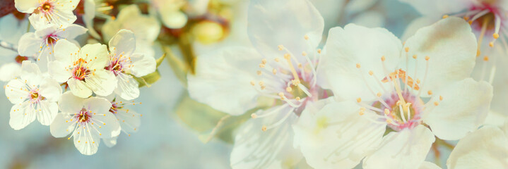 Panele Szklane  Kwitnąca wiśnia na jasnym tle nieba w słońcu. Delikatne pastelowe odcienie vintage. Wiosenna panorama kwiat sakura. Skopiuj baner miejsca
