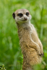 Erdmännchen (Suricata suricatta)