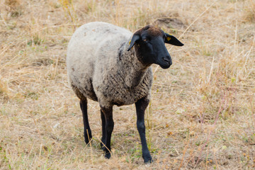 Schaf auf trockender Wiese 