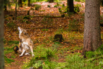 Wolf oder Grauwolf (Canis lupus)