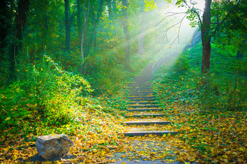 Sonne scheint auf Treppe im Park Wald - Sonnenstrahlen im Herbst - obrazy, fototapety, plakaty