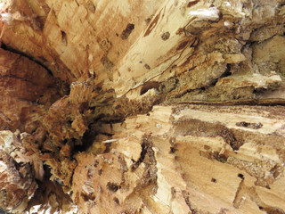Close-up of old willow broken tree, wood fiber, wooden textured background