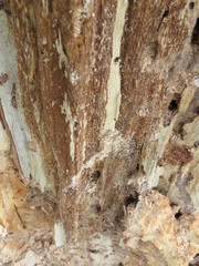 Close-up of old willow broken tree, wood fiber, wooden textured background