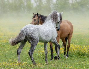 Spanish stallion and mare on summer pasture.