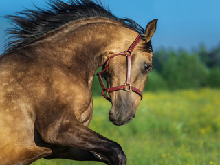 Golden dun Purebred Andalusian horse.