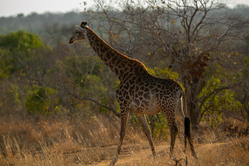 Female giraffe full length walking