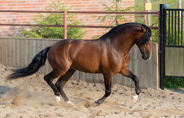 Bay Andalusian horse gallops in paddock.