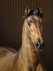 Golden dun young Andalusian horse on striped background.