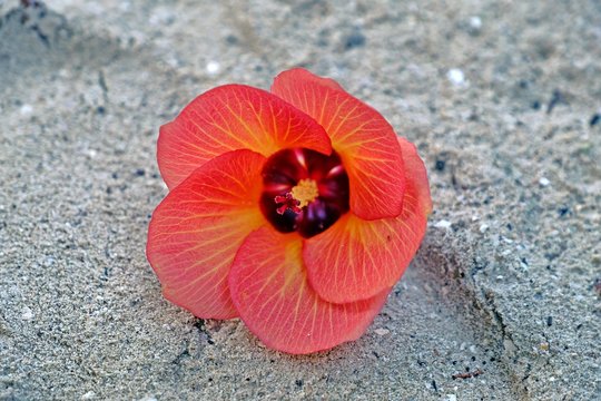 Hibiscus tiliaceus on the sand.