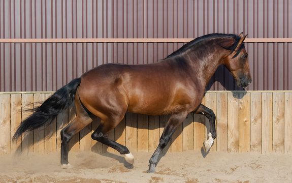 Bay Andalusian horse running in paddock.