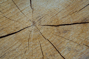 texture of tree close-up