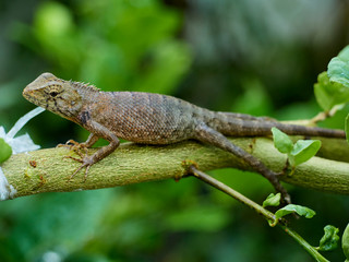 chameleon is on the branch. close up