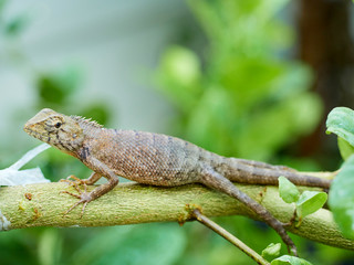 chameleon is on the branch. close up